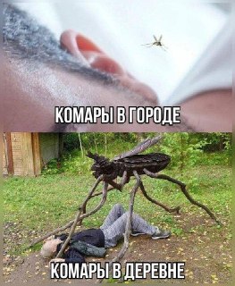 Россиян ждет нашествие комаров: когда ожидать пик активности