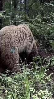 Отдыхающие засняли медведя на дороге в Монахово