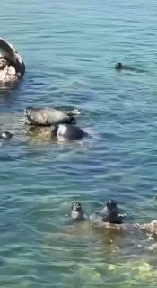 Нерпы сразились за место на камне: забавное видео с Ушканьих островов