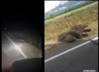 Медведь пострадал в ДТП в Баргузинском районе