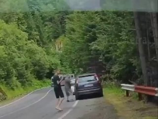 В Румынии мужчина не заметил медведя за спиной из-за телефона